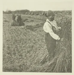 Šokující kukuřice (Norfolk)