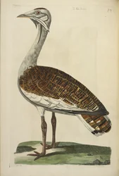 Drop drop, ilustrace z „The British Zoology“ od Thomase Pennanta