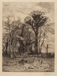 Edge of the Swamp