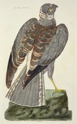 Deska The Hen Harrier (Circus cyaneus) z 