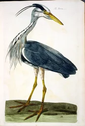 Volavka popelavá (Ardea cinerea), deska z knihy "The British Zoology, Class II: Birds", vyryl Peter Mazell (fl.1761-97) 1766