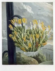 Aloe, vyryté Medlandem, z 