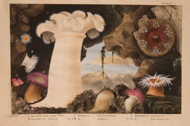 Tabule I, studie pro „Actinologia Britannica: A History of the British Sea Anemones and Corals“, kolem 1858-60