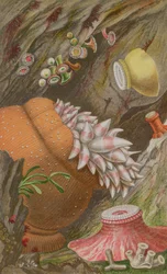Crimson Imperial, Yellow Imperial a Globehorn, deska IX z Actinologia Britannica: Historie britských sasanek a korálů, 1860 (chromolitho)
