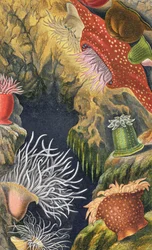 Diadémový pupínek, deska VI z „Actinologia Britannica: Historie britských mořských sasanek a korálů“, 1860 (chromolitho)