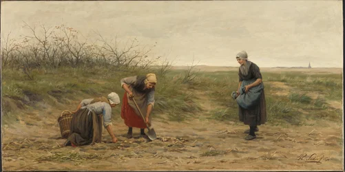 Ženy ze Scheveningenu sklízejí brambory na poli