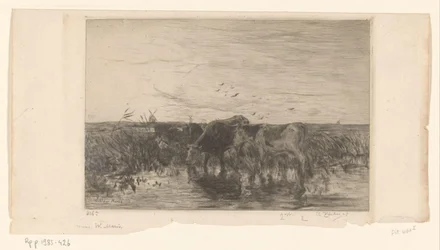 Krávy u vody na louce Vaches au bord de l
