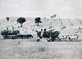 Harvesting, New South Wales, cca 1900, z „Under the Southern Cross - Glimpses of Australia“, vydaného Ministerstvem zahraničních věcí, Melbourne