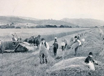 Reaping wheat, Tasmánie, kolem roku 1900, z „Under the Southern Cross - Glimpses of Australia“, vydaného Ministerstvem zahraničních věcí, Melbourne