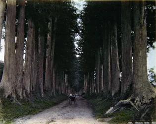 Rikša na silnici lemované stromy v Nikko, kolem roku 1900 (barevná fotografie)