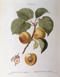 Meruňka (Armeniaca vulgaris nebo Prunus armeniaca), Henry Louis Duhamel du Monceau, botanická deska Pierre Joseph Redouté