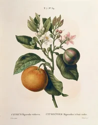 Pomerančovník hořký (Citrus aurantium) s fialovým plodem