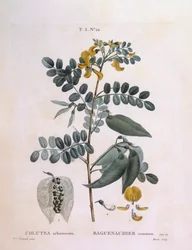 Močový měchýř Senna (arborescence Colutea), Henry Louis Duhamel du Monceau, botanická deska od Pierre Joseph Redouté