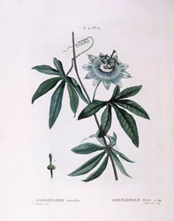 Modrá mučenka (Passiflora caerulea), Henry Louis Duhamel du Monceau, botanická deska Pierre Joseph Redouté
