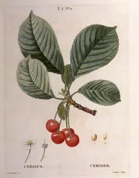 Cherry (Cerasus), Henry Louis Duhamel du Monceau, botanická deska od Pierre Joseph Redouté