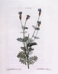 Francouzská levandule (Lavandula stoechas), Henry Louis Duhamel du Monceau, botanická deska Pierre Joseph Redouté
