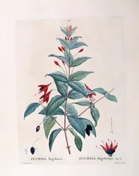 Fuchsia (Fuchsia magellanica), Henry Louis Duhamel du Monceau, botanická deska Pierre Joseph Redouté