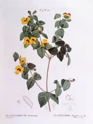Pěkný hrachor (Platylobium formosum), Henry Louis Duhamel du Monceau, botanická deska od Pierre Joseph Redouté