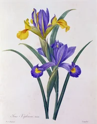 Iris Xiphium (barevná rytina)