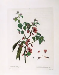 Jidášův strom (Cercis siliquastrum), Henry Louis Duhamel du Monceau, botanická deska Pierre Joseph Redouté