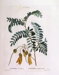 Kowhai (Sophora tetraptera nebo Edwardsia grandiflora), Henry Louis Duhamel du Monceau, botanická deska od Pierre Joseph Redouté