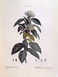 Laurustinus (Viburnum tinus), Henry Louis Duhamel du Monceau, botanická deska Pierre Joseph Redouté