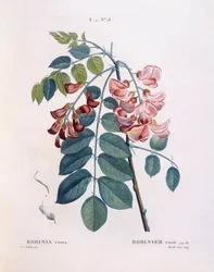 Saranče (Robinia rosea), Henry Louis Duhamel du Monceau, botanická deska od Pierre Joseph Redouté