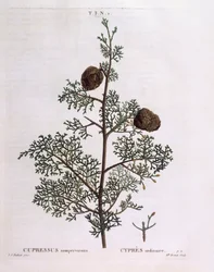 Středozemní cypřiš (Cupressus sempervirens), Henry Louis Duhamel du Monceau, botanická deska Pierre Joseph Redouté