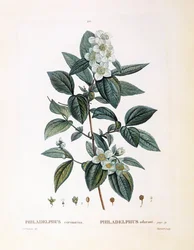 Mock pomeranč (Philadelphus coronarius), Henry Louis Duhamel du Monceau, botanická deska od Pierre Joseph Redouté