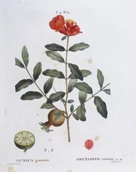 Granátové jablko (Punica granatum), Henry Louis Duhamel du Monceau, botanická deska od Pierre Joseph Redouté