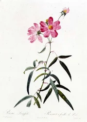 Rosa longifolia
