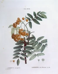 Jeřabina nebo jasan evropský (Sorbus aucuparia), Henry Louis Duhamel du Monceau, botanická deska Pierre Joseph Redouté