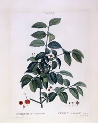 Vřeteno (Euonymus verrucosus), Henry Louis Duhamel du Monceau, botanická deska Pierre Joseph Redouté