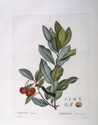 Jahodový strom (Arbutus unedo), Henry Louis Duhamel du Monceau, botanická deska od Pierre Joseph Redouté