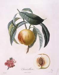 Broskev "Cancelliere" Henry Louis Duhamel du Monceau, botanická deska od Pierre Antoine Poiteau