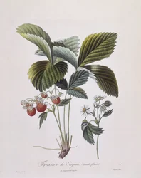 Virginia Strawberry (Fragaria virginiana), Henry Louis Duhamel du Monceau, botanická deska Pierre Antoine Poiteau