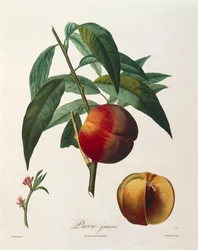 Žlutá broskev (Pavie Jaune) od Antoine Poiteau