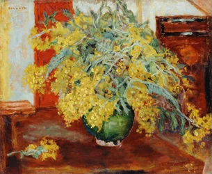 Mimosy