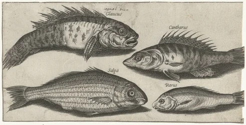 Bockfish, okoun, goby a neznámá ryba Rybaření (název seriálu) Ikony Piscivm vivae (název série)