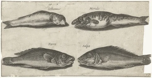 Goby, bogo, treska a další ryba Rybaření (název seriálu) Ikony Piscivm vivae (název série)