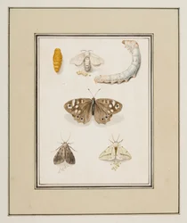Motýli, můry a housenky, cca 1755-65 (akvarel na papíře)