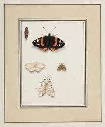 Motýli, cca 1755-65 (akvarel na papíře)