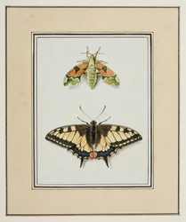 Hawk Moth a Old World Swallowtail Butterfly, c.1755-65 (akvarel na papíře)