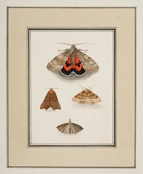 Moths, c.1755-65 (akvarel na papíře)