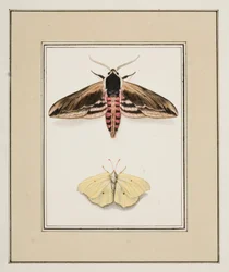 Privet Hawk Moth and Common Brimstone, cca 1755-65 (akvarel na papíře)