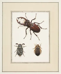 Stag, Chafer and Geelgerande Beetles, c.1755-65 (akvarel na papíře)