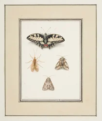 Vlaštovičník Butterfly, Mayfly and Two Moths, c.1755-65 (akvarel na papíře)