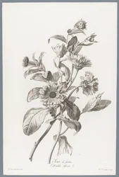 Goudsbloem Měsíček lékařský / Calendula Officinalis L. (název na objektu) Květiny čerpané z přírody (...) (název série)