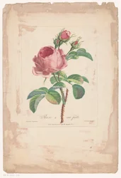 Honderdbladige pokoje Hundred Leaf Rose (název na objektu)