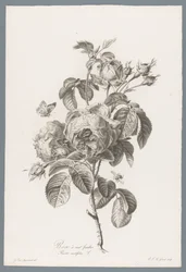 Honderdbladige pokoje Růže stolistá / Rosa centifolia L. (název na objektu) Květiny čerpané z přírody (...) (název série)